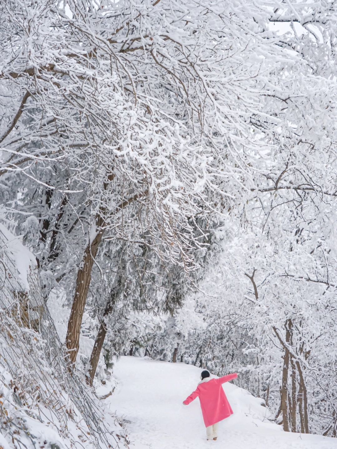 12.15实况📷北京雪后看雾凇雪松❗️地铁直达