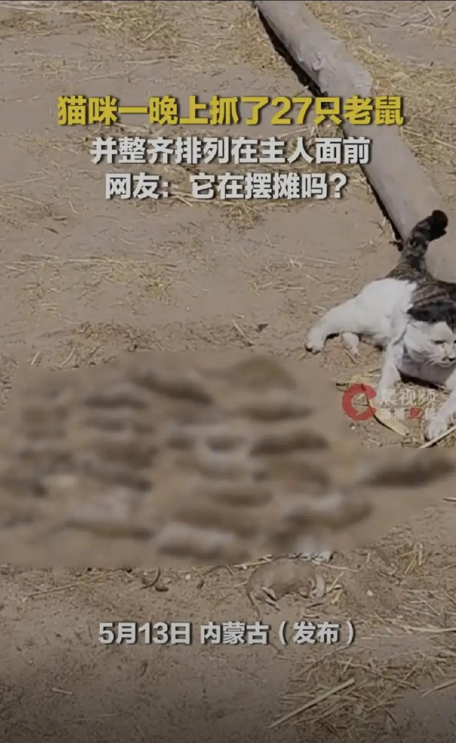 懒猫一夜狂捕 27 只老鼠，整齐列队等主人验收：你养我，我守家 ！

在这个快节
