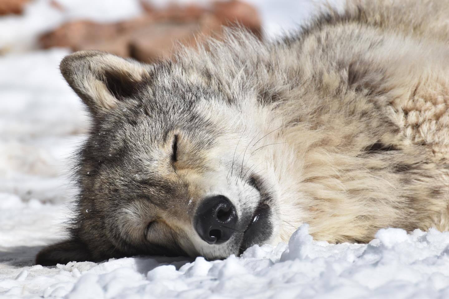 在雪地里觉觉  狼  狼犬  犬科动物  ——所属：Colorado Wolf 