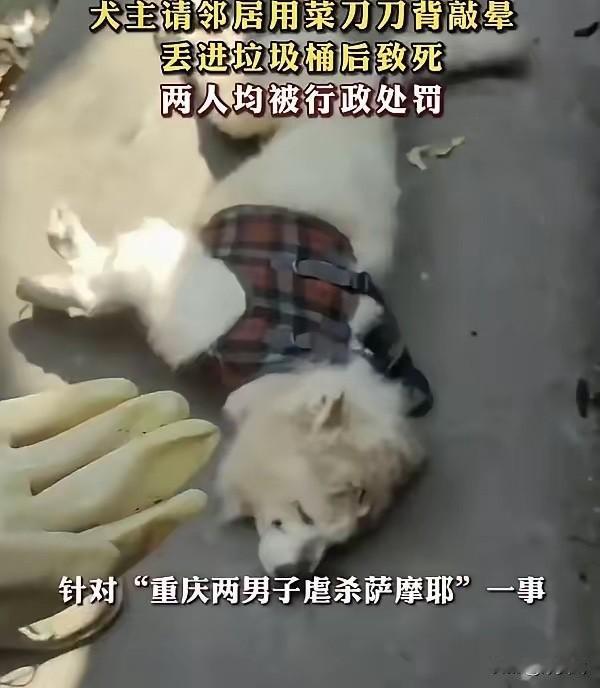 “坏到骨头里了！”重庆，一60岁老人养了一只13岁的萨摩耶，他嫌狗狗年老多病，大