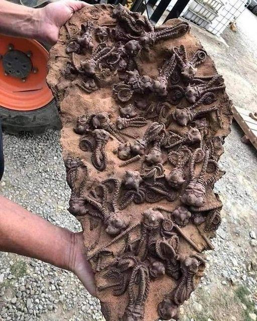 从西澳大利亚加斯科因地区深处揭露的面纱是古代世界的真正奇迹:保存完好的金巴克里诺
