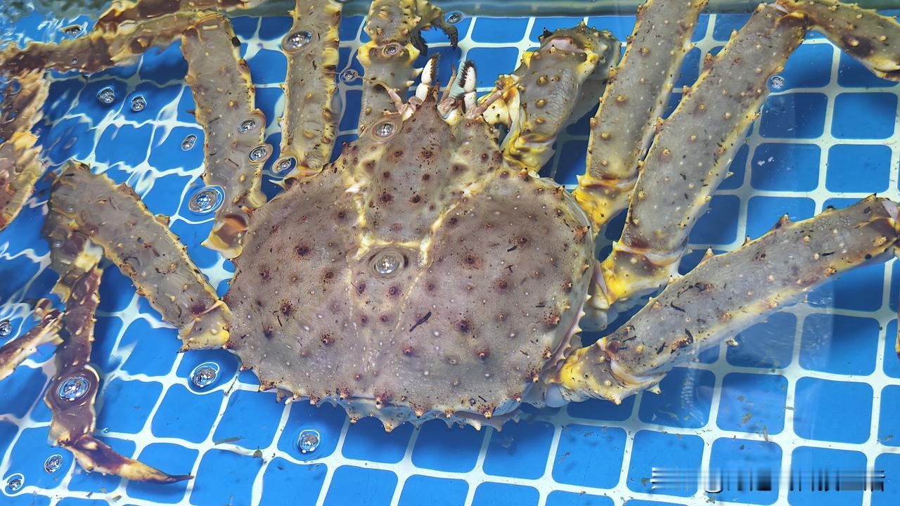 青岛退休大姐今天来给大家科普海鲜啦！
眼前这个大家伙就是帝王蟹，个头超大，差不多
