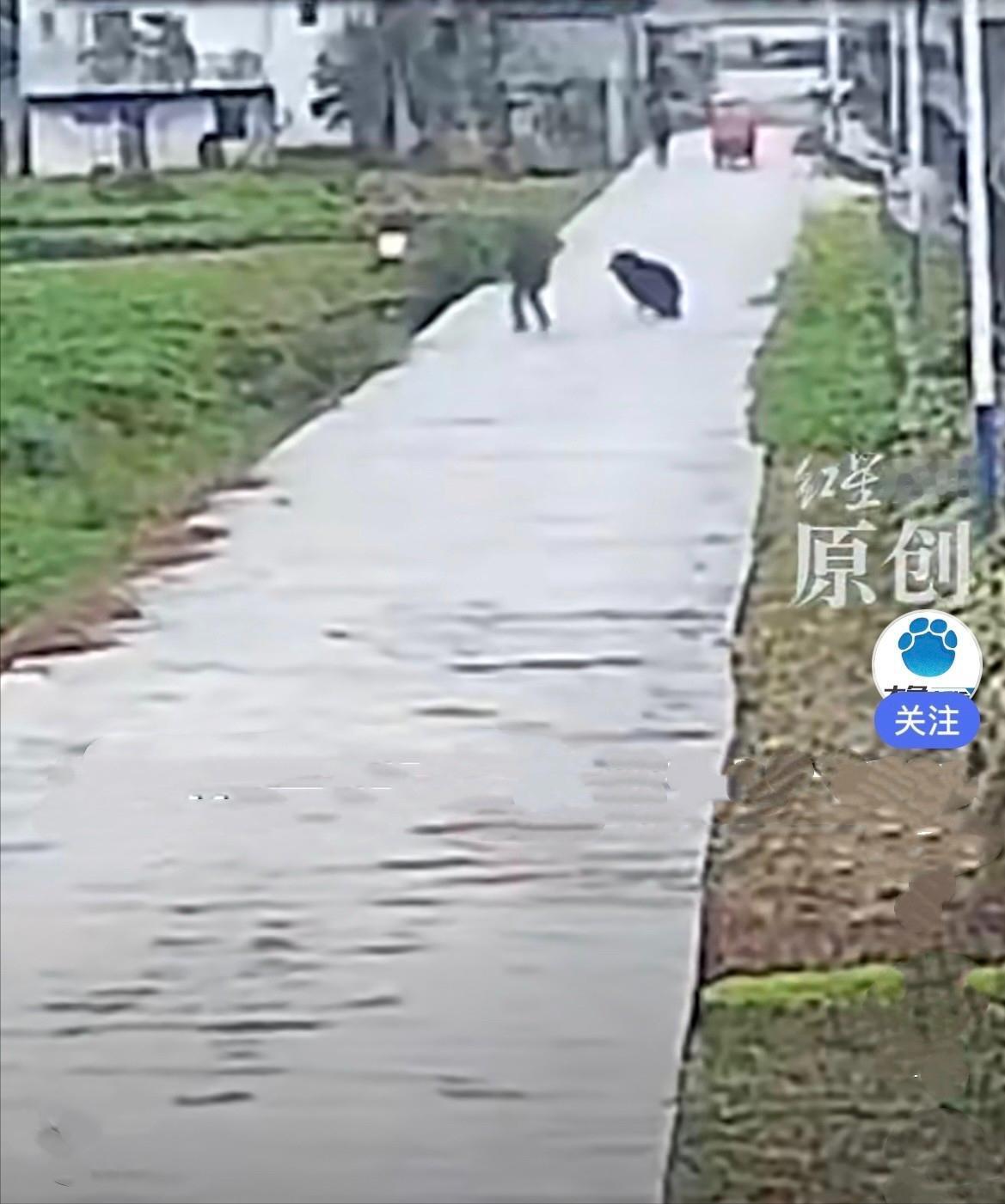 看得人心里一紧……重庆巫溪一位老人在家附近的小路正常行走，路边植被里猛地冲出来一