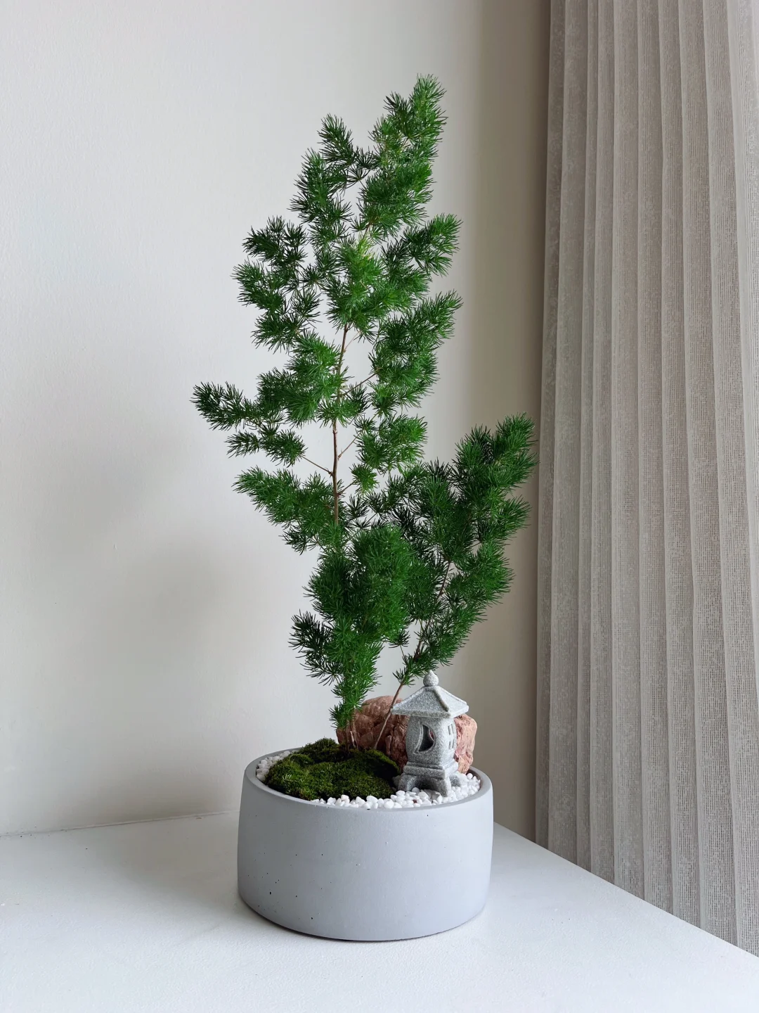 🇲🇾【SOLD】蓬莱松盆景🪴