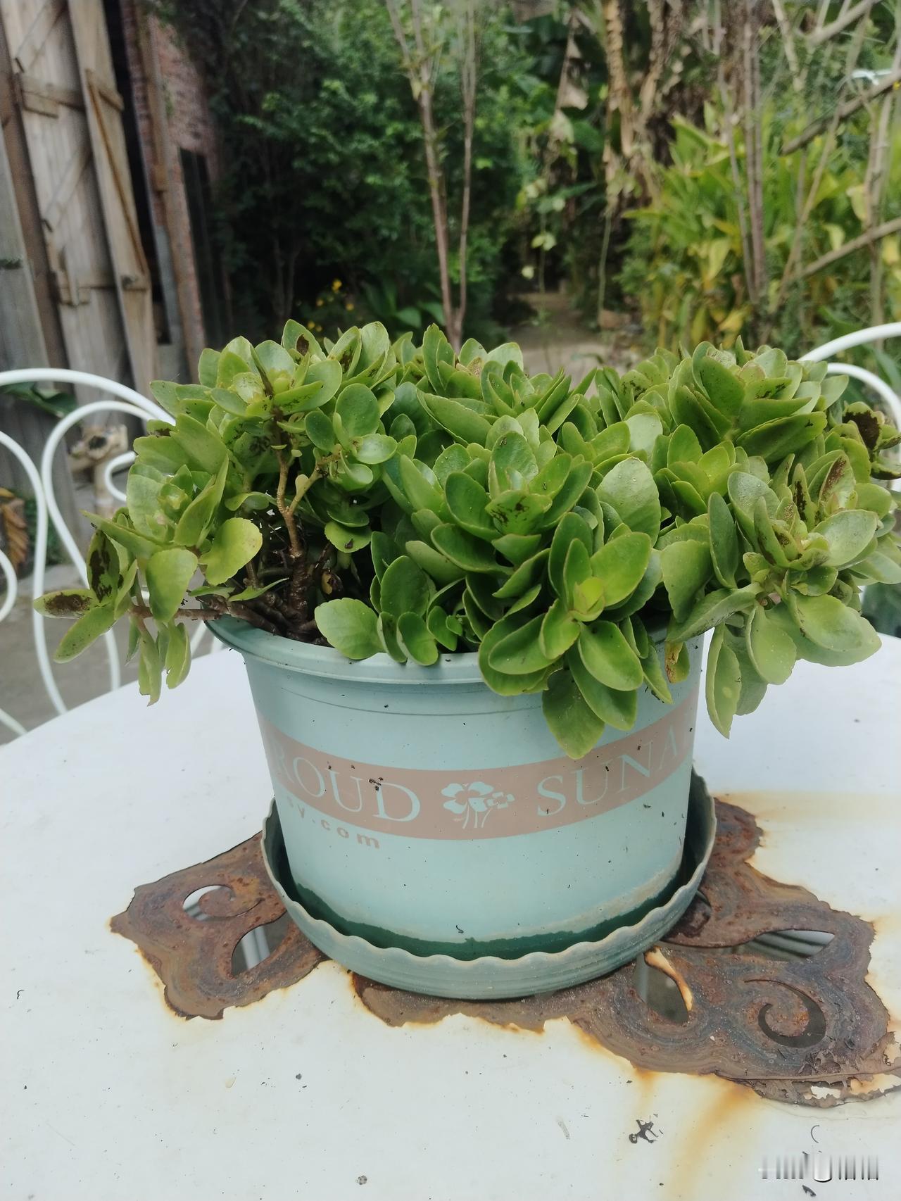 谁能想到，今夏四十多度的暴晒，这盆花居然还能这么绿油油！


全靠我老爸，天热的