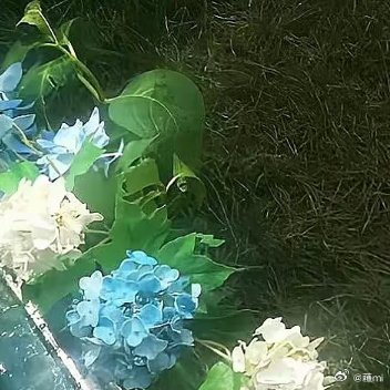 每日一善 🌱阳光信用 🌱每日一善一叶知霜降，一语感深秋，霜降已至，愿你染尽霜