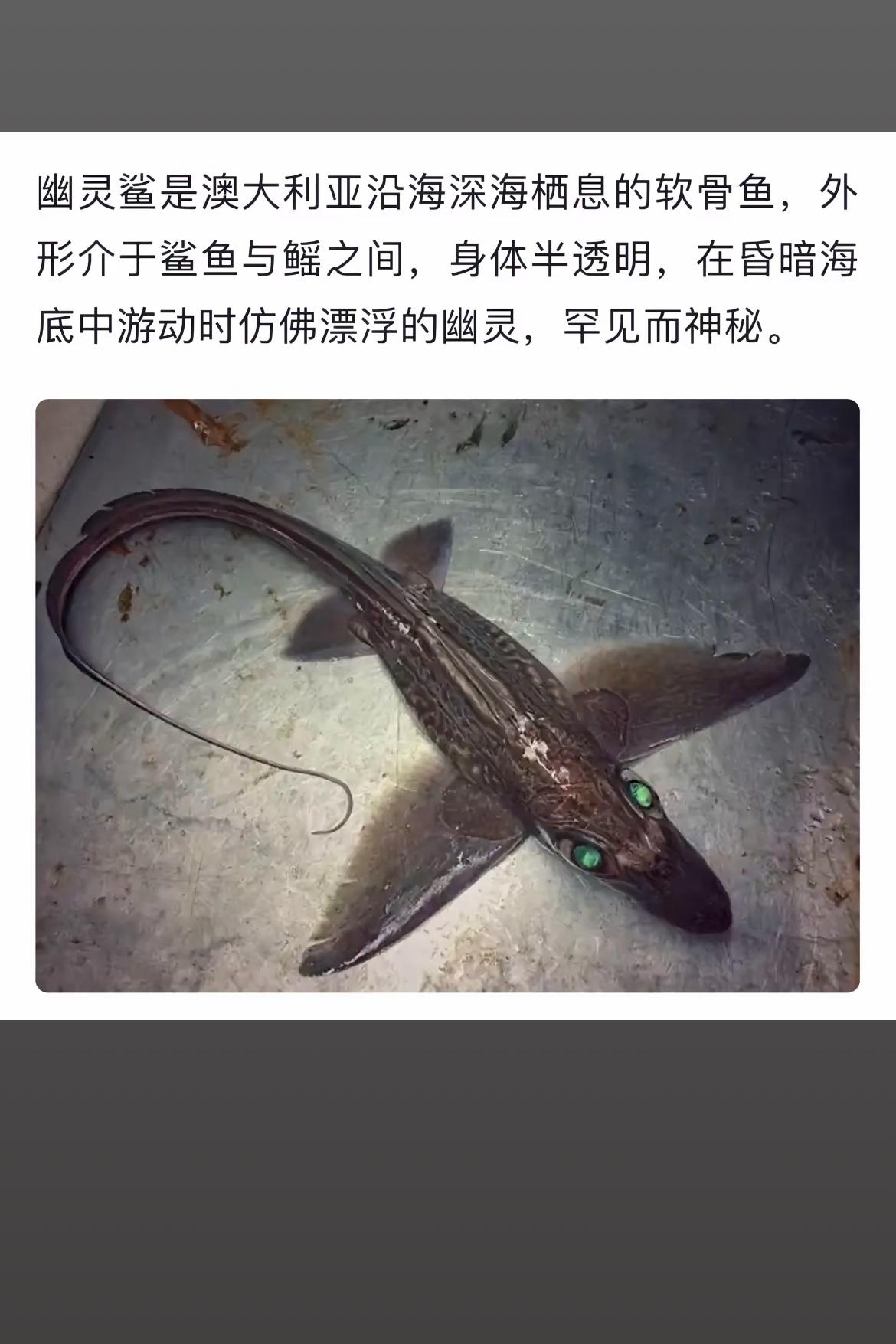 深海中的幽灵生物：幽灵鲨