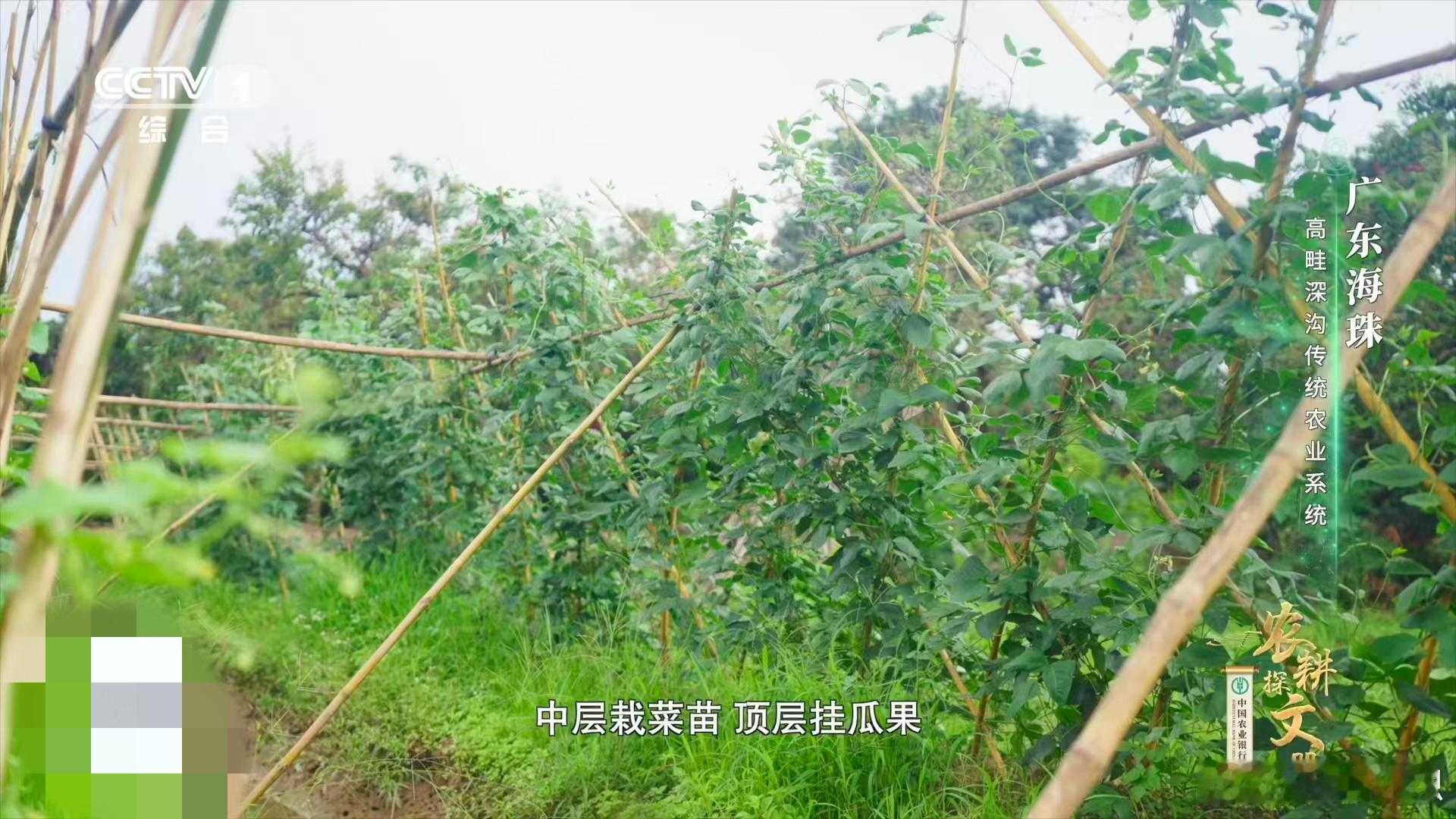 广东人把农田种成4层货架中国人种菜已经nextlevel了 海珠高畦深沟堪称活态