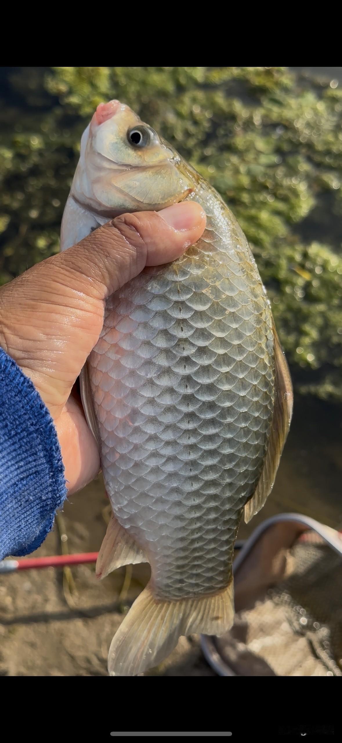 野钓鲫鱼，没有唯一“最合适”的线组。线组搭配需要根据鲫鱼大小、季节水温、作钓环境