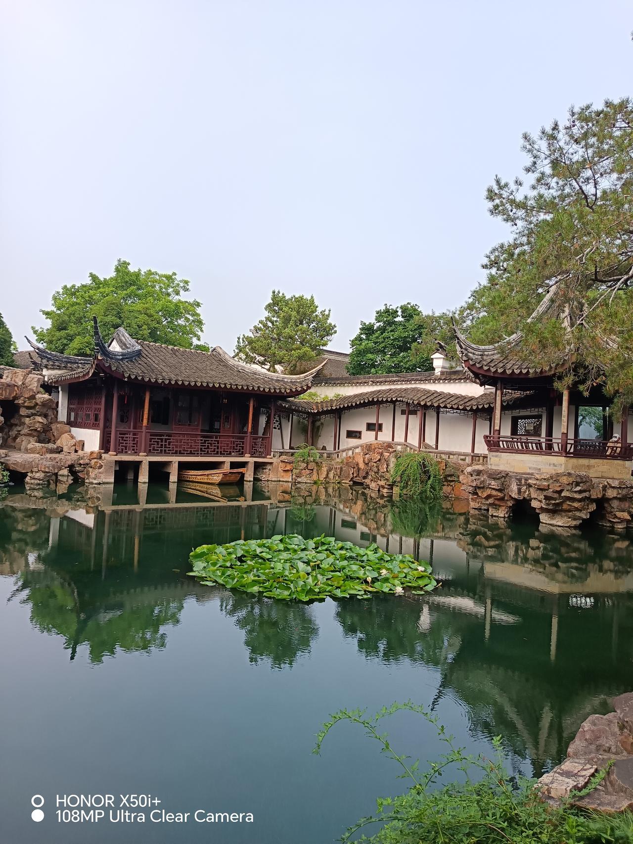 夏天你会去赏睡莲吗在苏州网师园的睡莲开得真好。