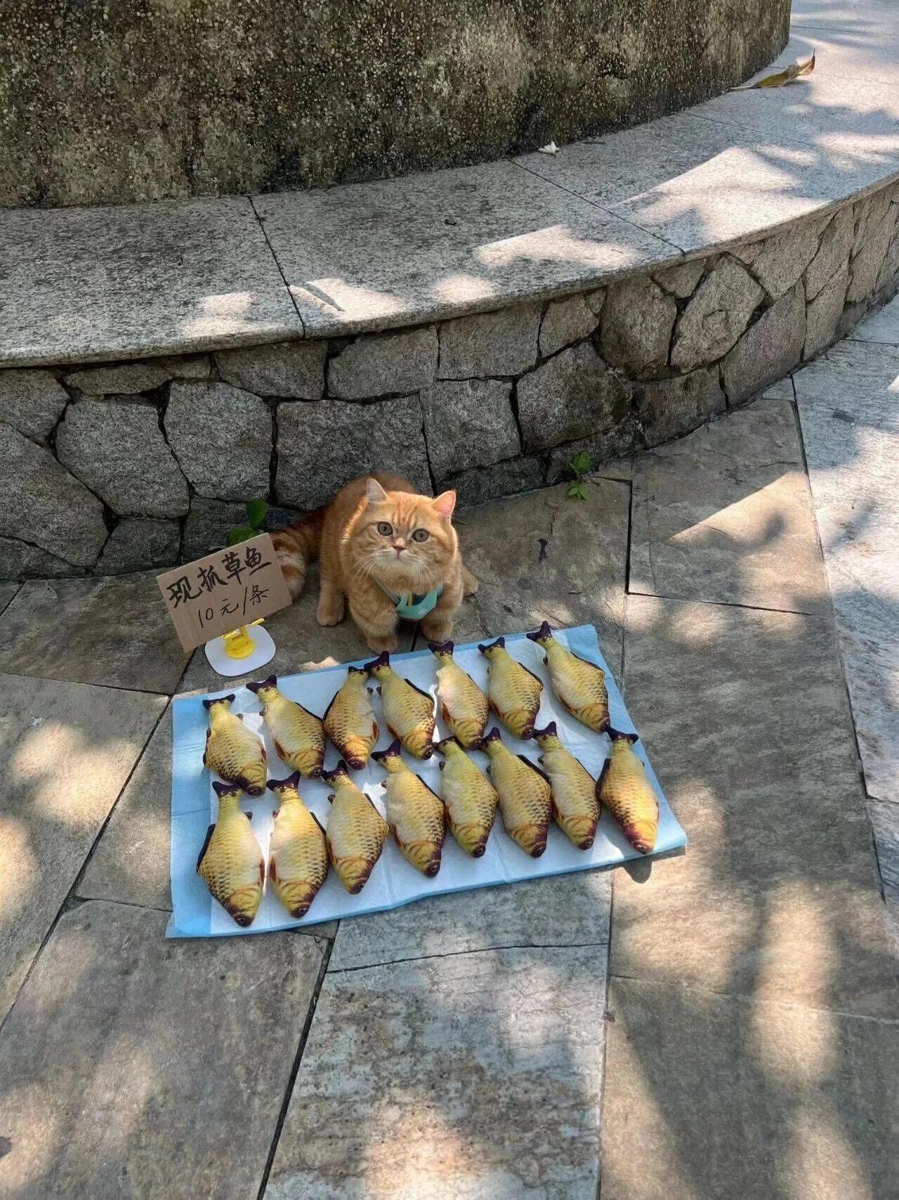自力更生！！！！