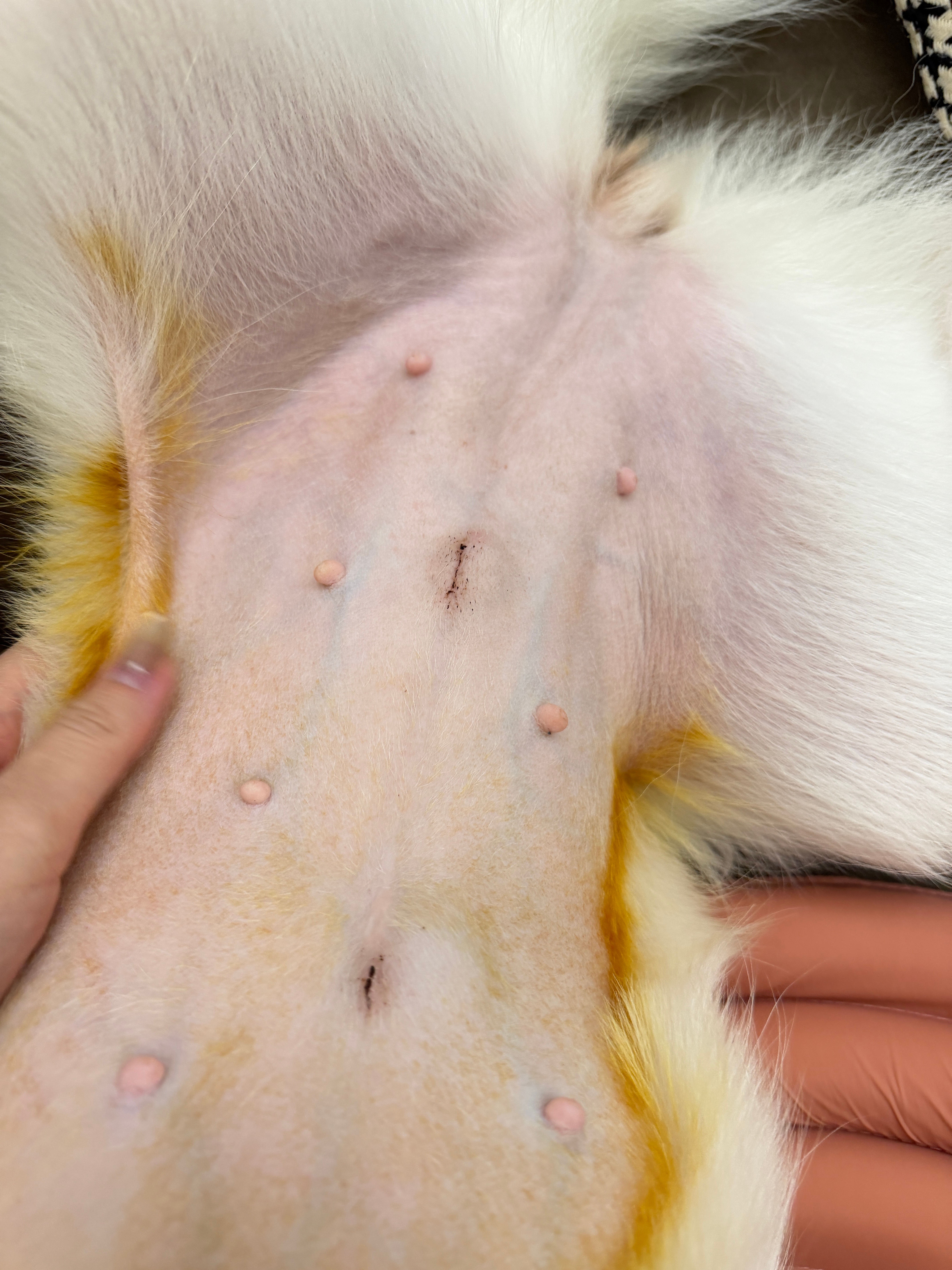 本来想明天整理一下plog发出来 这几天实在太忙了 但是小铁蛋的伤口突然鼓了两个