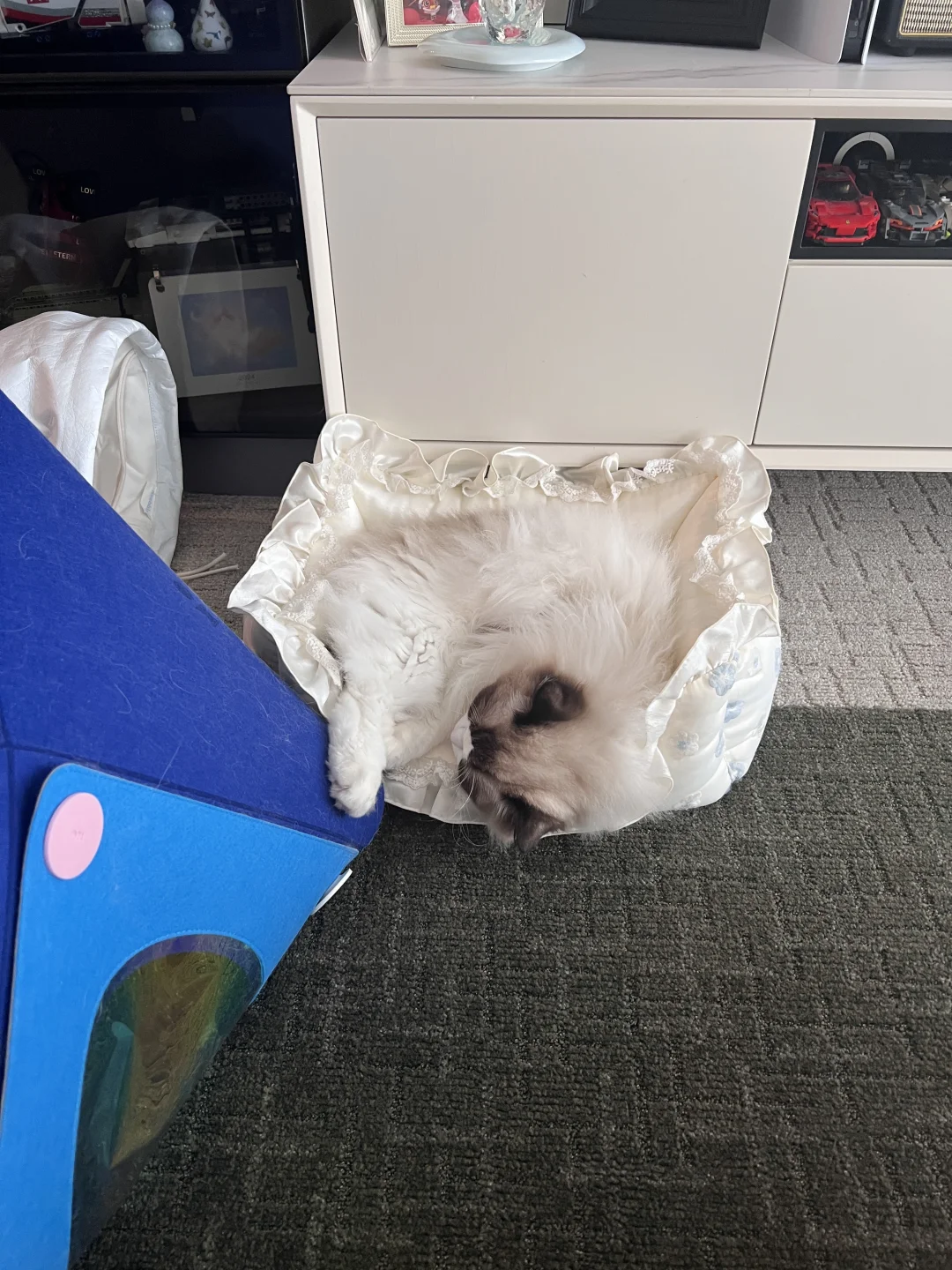地毯铺好后 家的感觉回来了