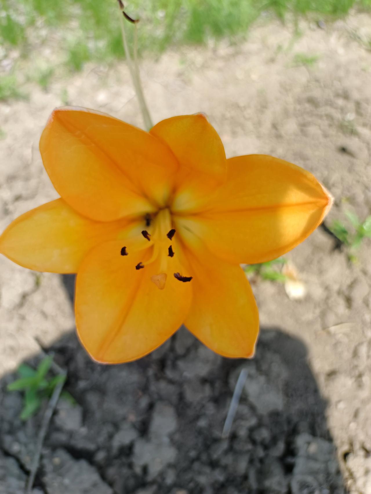 人常说人比黄花瘦，见了这一束黄花，你一定会销消瘦