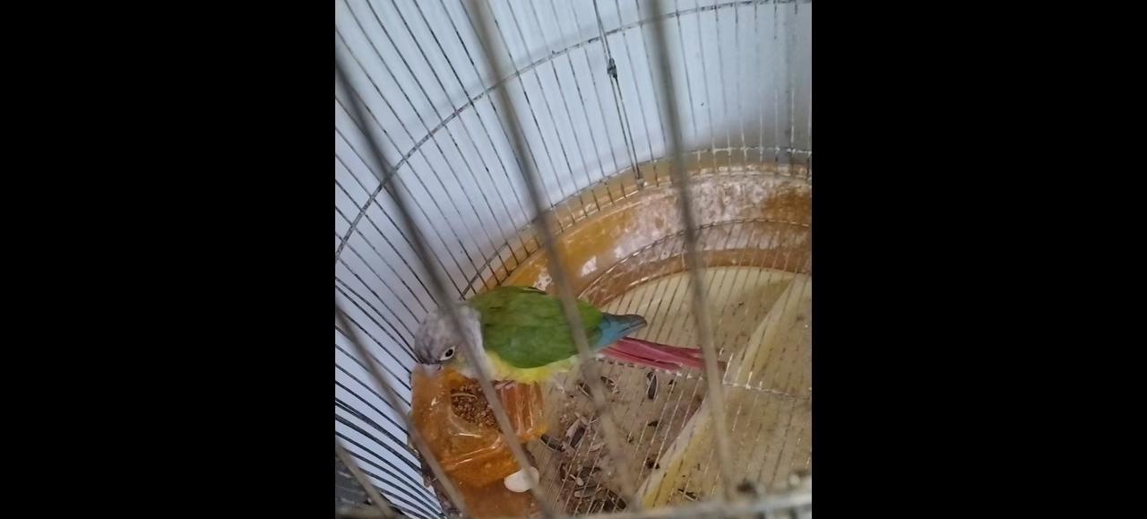 前几天秋雨绵绵，我们在公园折桂闻香，抬头一看，有个绿羽小鸟正在啄食花蕊，我们怕惊