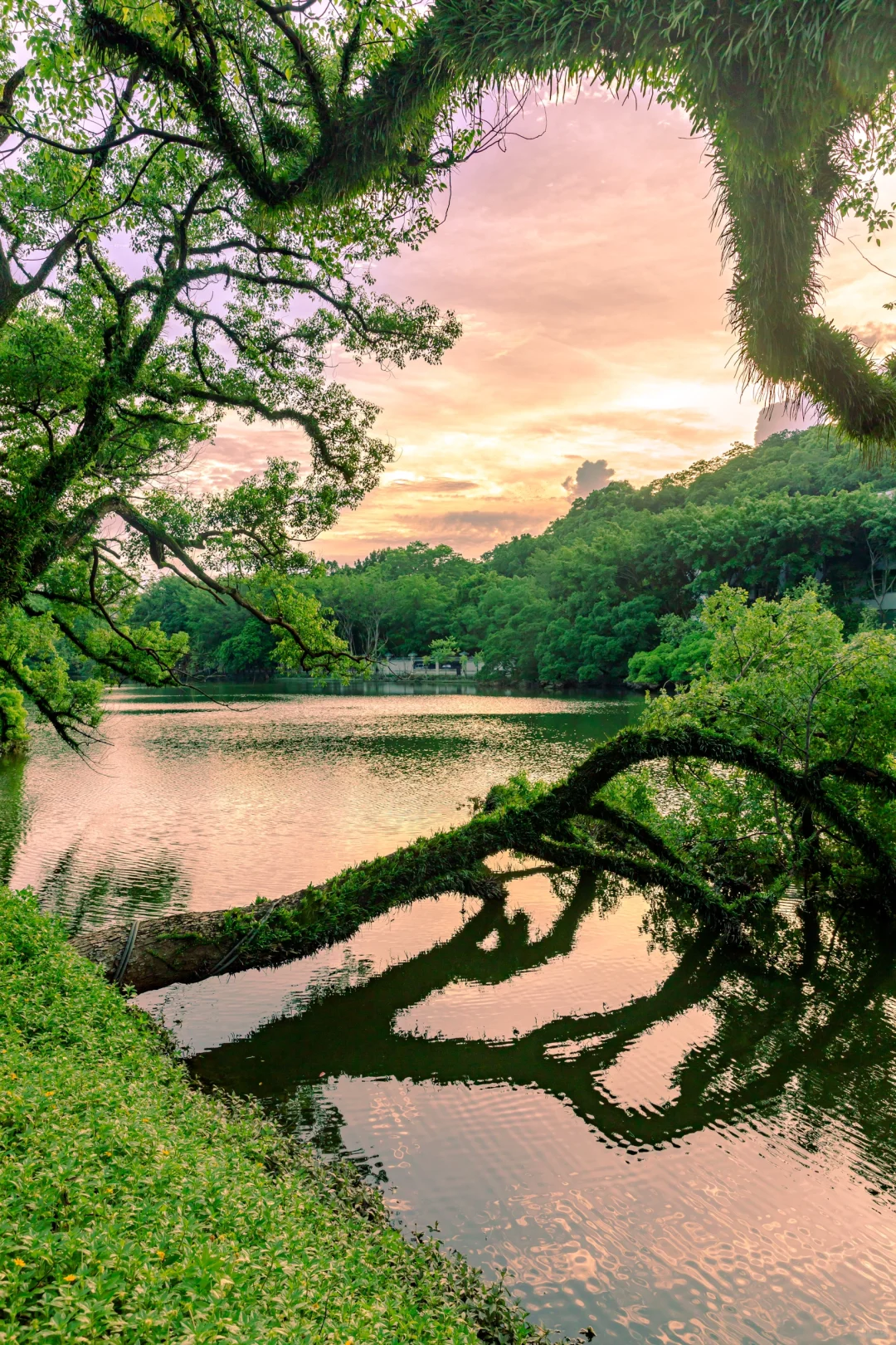 听说这一次惊动了全城的摄影师出动拍摄！