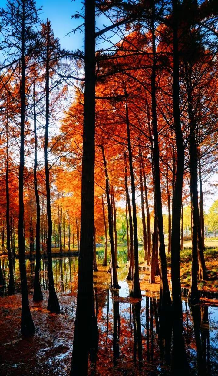 冬日限定浪漫！水杉林被染成炽热的橙红，倒影在水面荡漾。来森林公园，赴一场与暖阳、