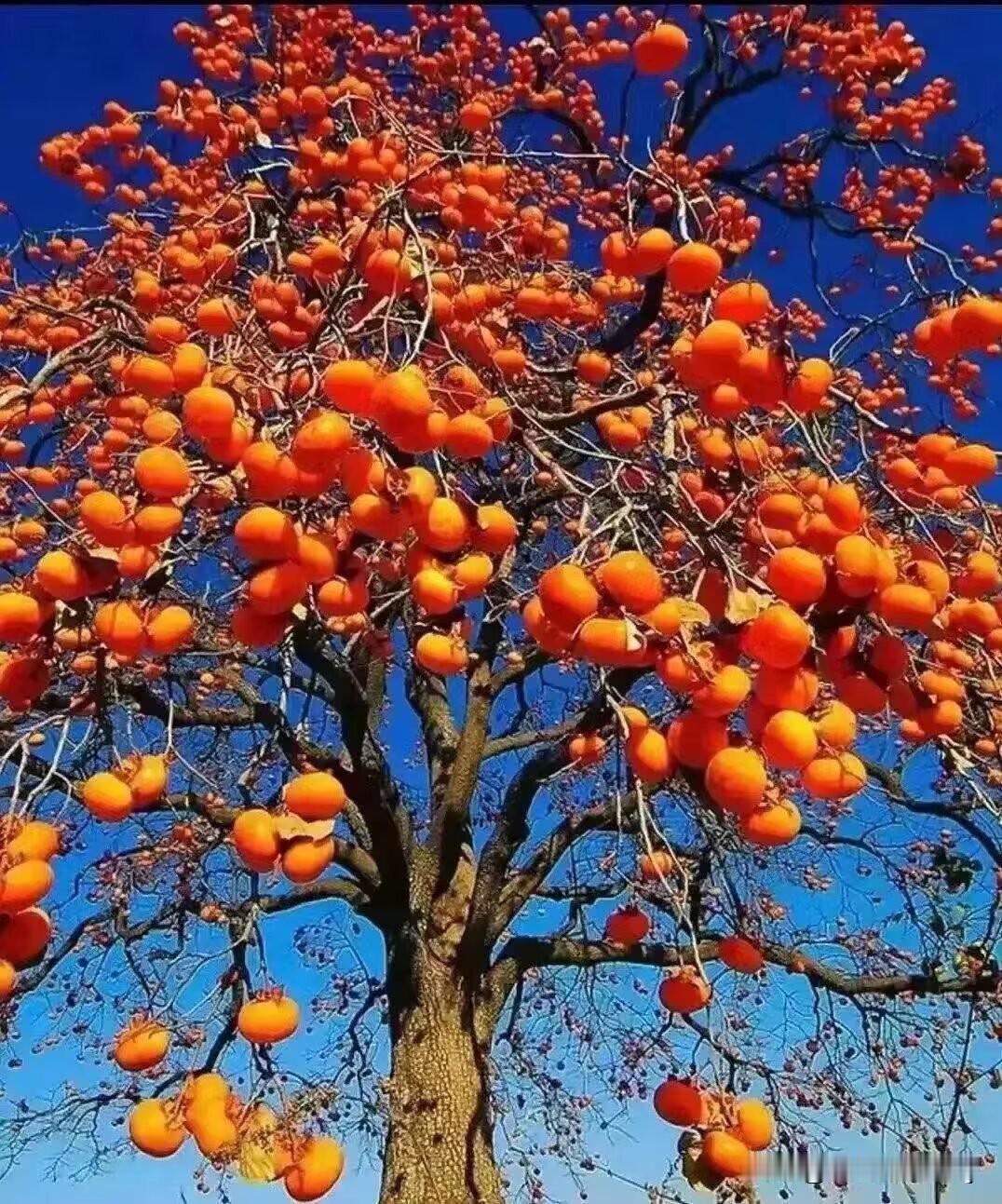 叶都落了，只剩下果子了！你知道这是什么吗？……