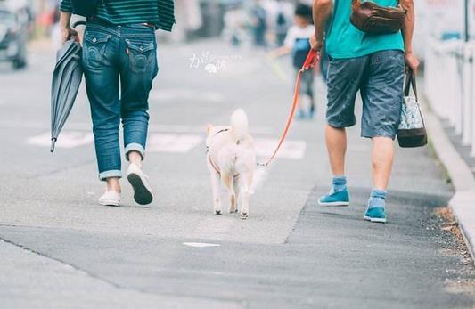 身边微故事：遛狗趣事
 
晚上，住宅小区。一个叔叔牵着一条小白狗在转圈。叔叔胡子