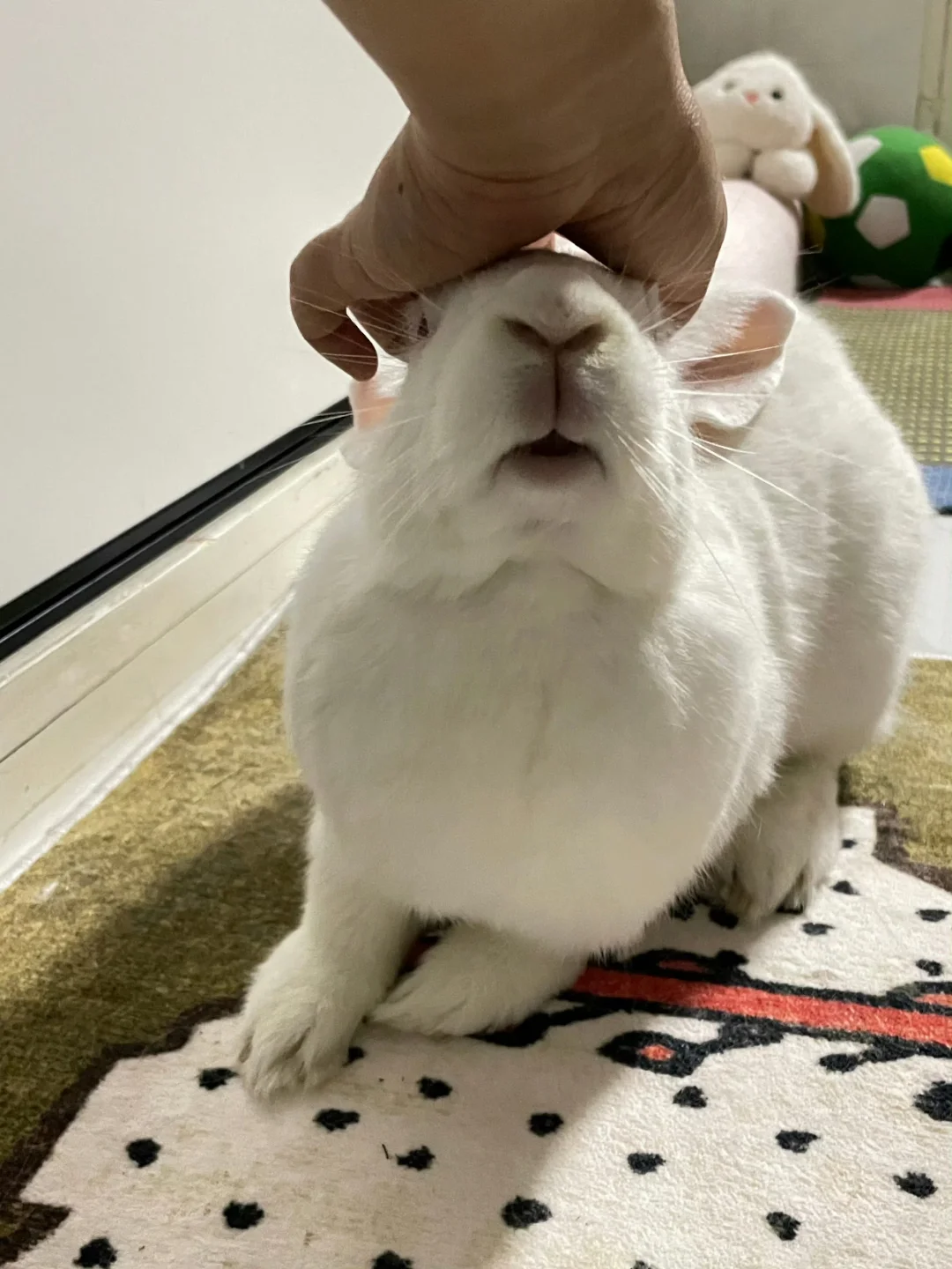 人，兔七岁了哦