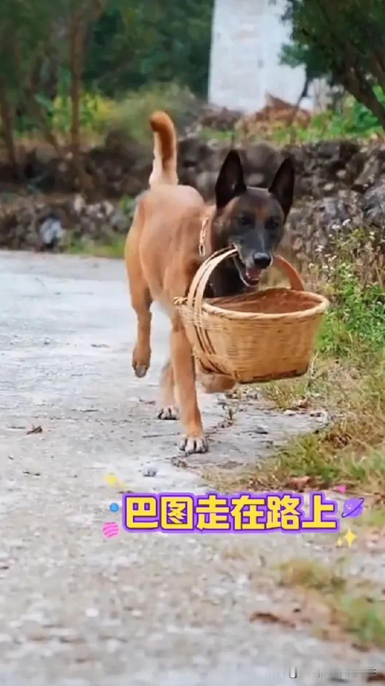 我觉得这只狗太累了，虽然是只网红狗，大家看着这只狗狗太聪明了，什么都懂，什么都会