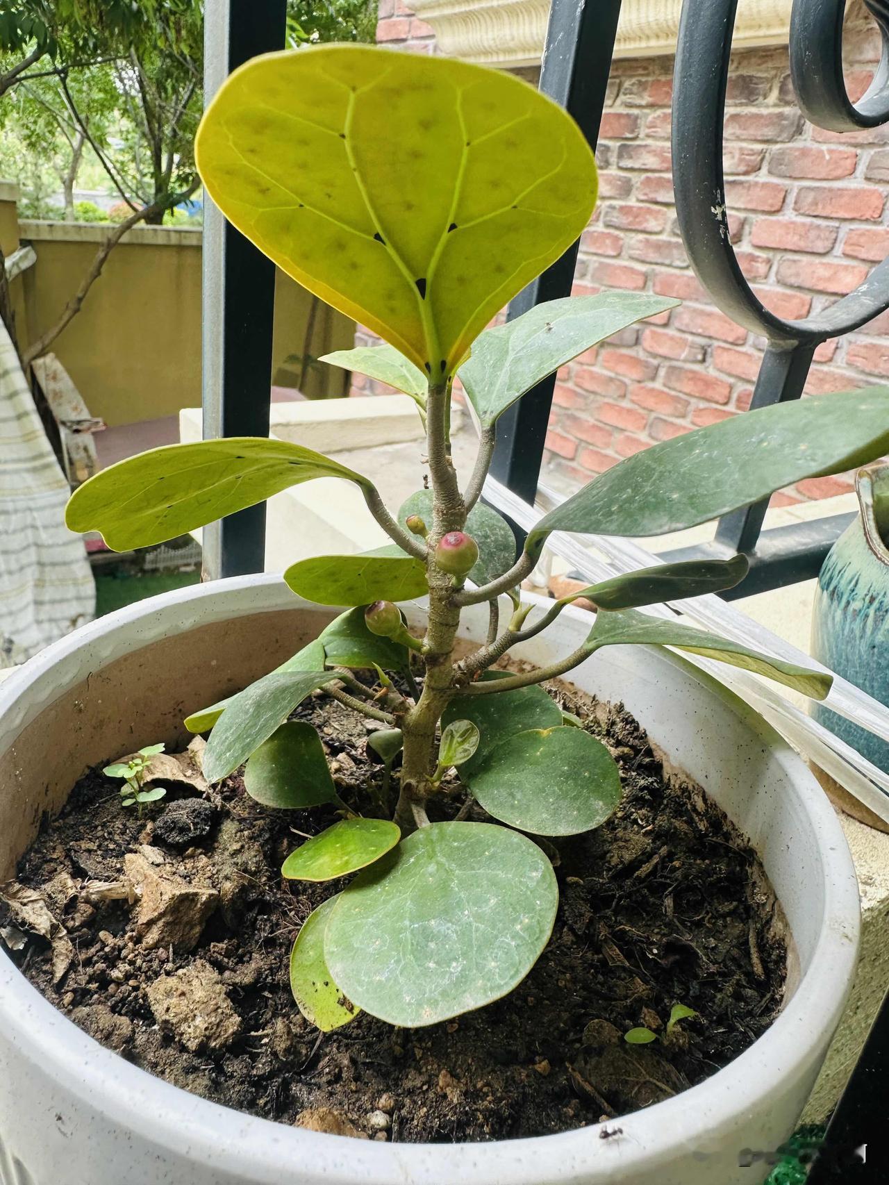 我的菩提树结果了
都吆喝我养不活，我就这么悄么声的养活了，还养大了，还结果了。