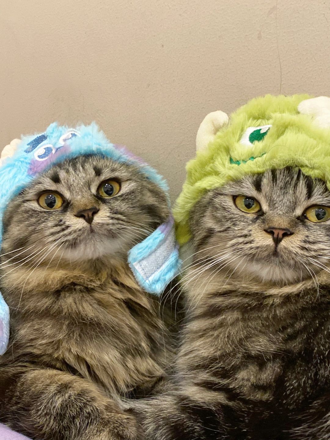 我在云南 我为昆明动物园的小猫发声！