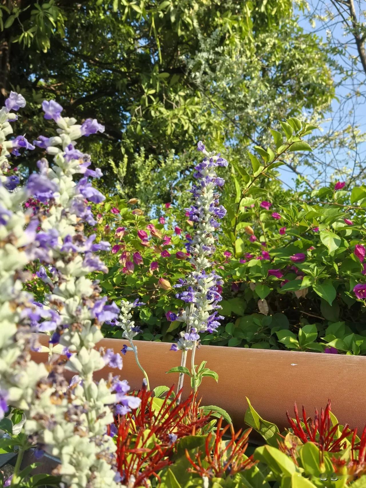 看看你们的树和花阳光下的小花，美了眼，醉了心，治愈了心情！[送自己一朵花][微风