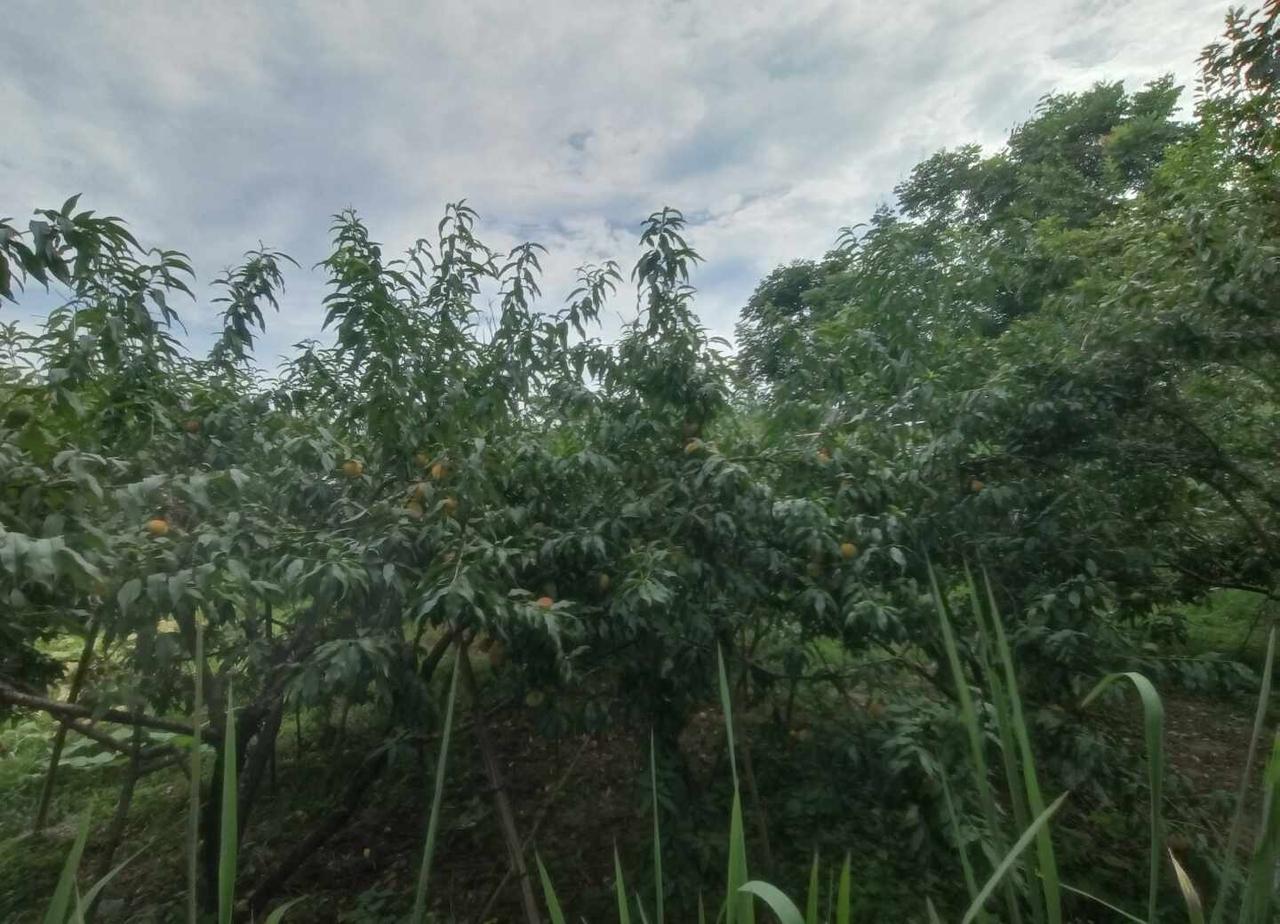 鸿蒙，用了就回不去的系统
说真的，换鸿蒙之前我也犹豫过，毕竟用了好几年安卓，突然