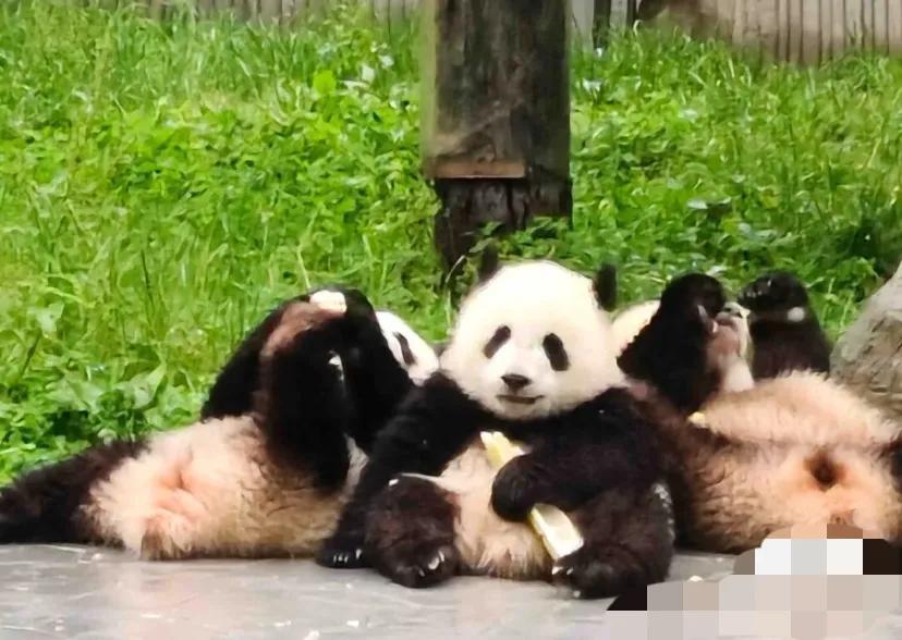 明天下午带娃去成都一拖二听劝
明天中午到成都，目前已经约了成都博物馆、四川科技馆