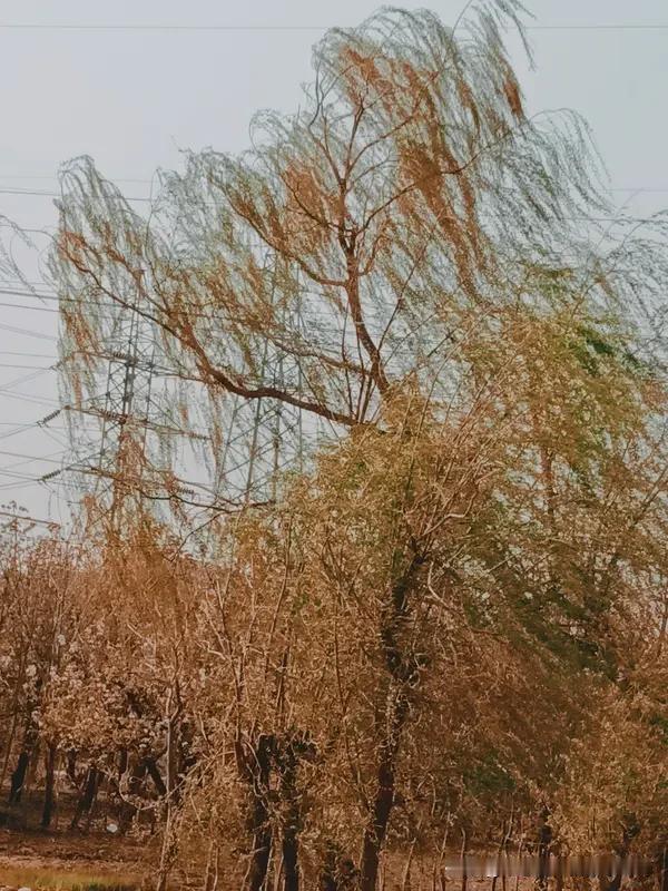 .愿春风吹散烦恼，万物向阳，日子温柔又明亮。