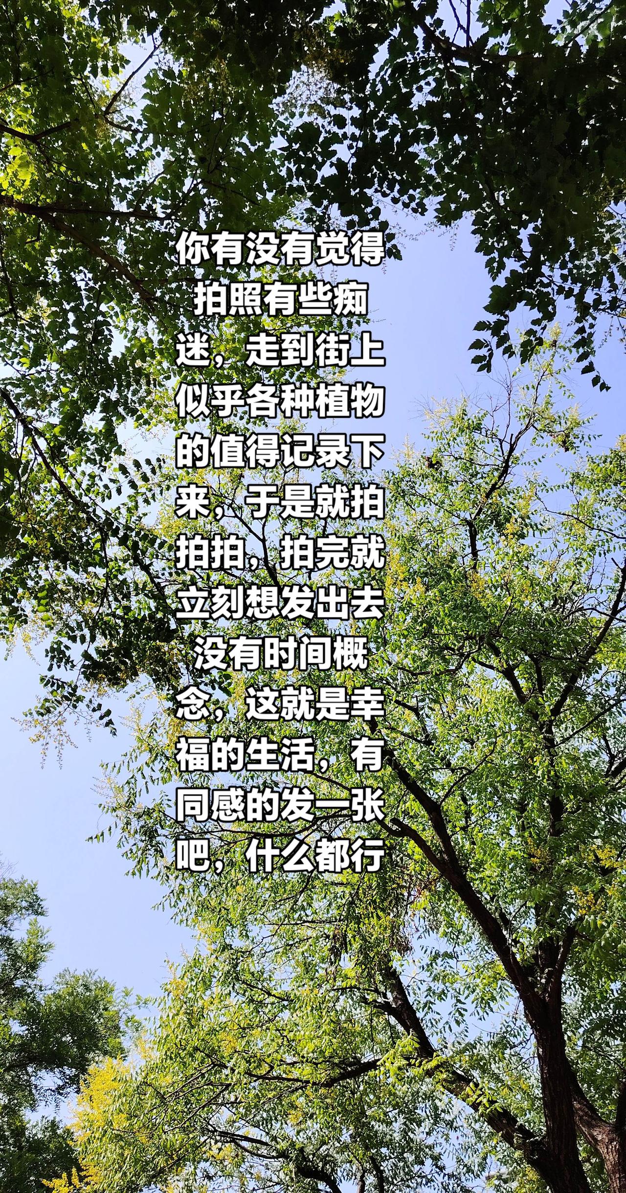 抖音全民写作大赛 风很轻树很绿 站在绿色里与夏天对望 树与天自成画卷