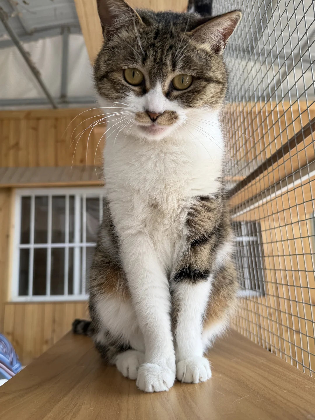 这个小猫和抓有点像 怎么大小脸