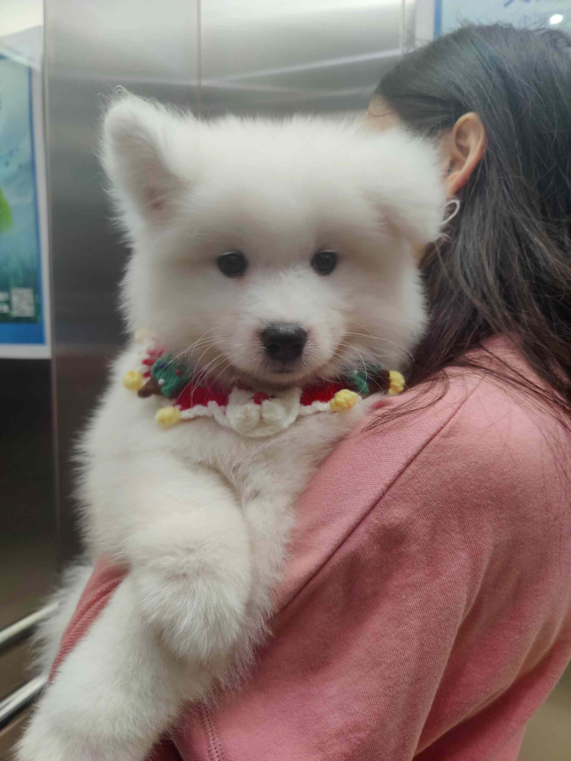 当小狗在电梯里听到有人夸它可爱 