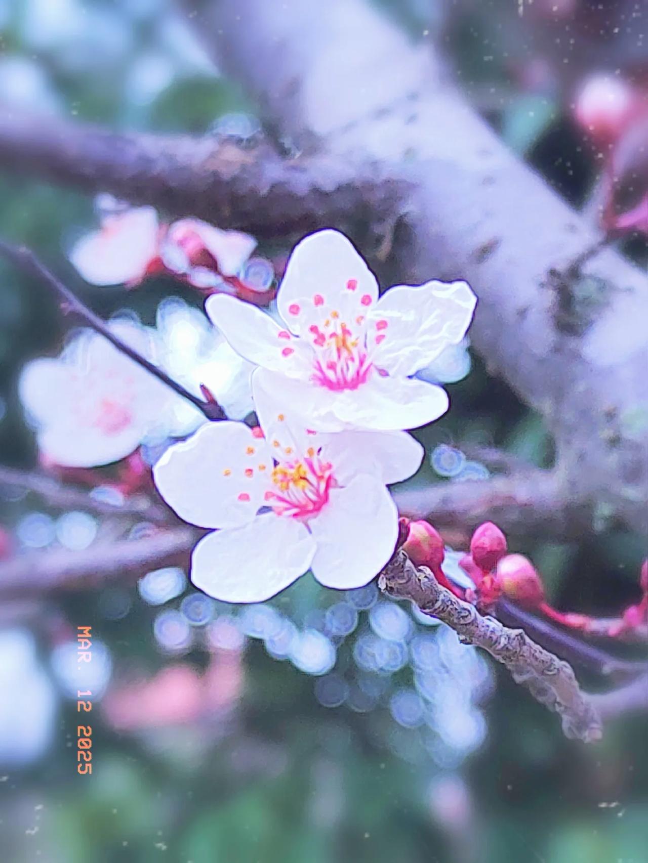 成都北林绿道江安河畔每季有花开拍赏心悦目拍花快乐

成都温江区北林绿道江安河畔每