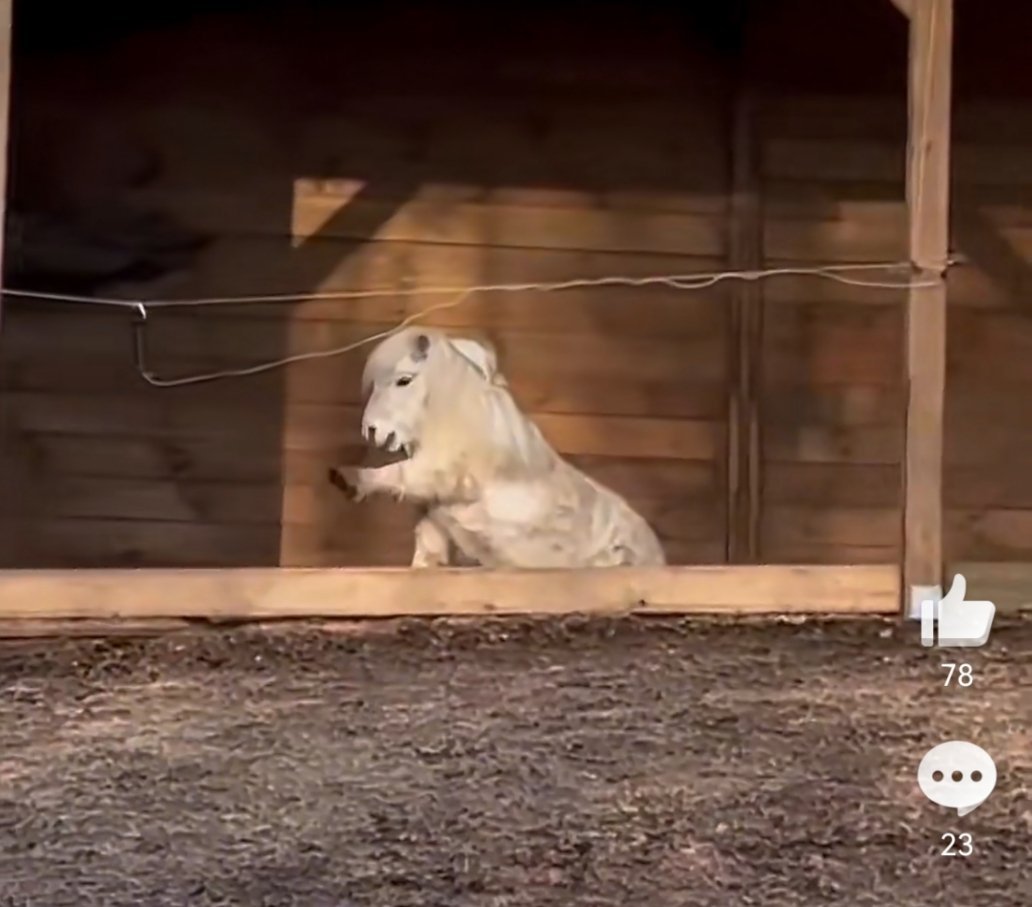 商家称马年矮脚马销量暴涨7成确实又萌又仙气飘飘的，这矮脚白马，可是能养它的都是有