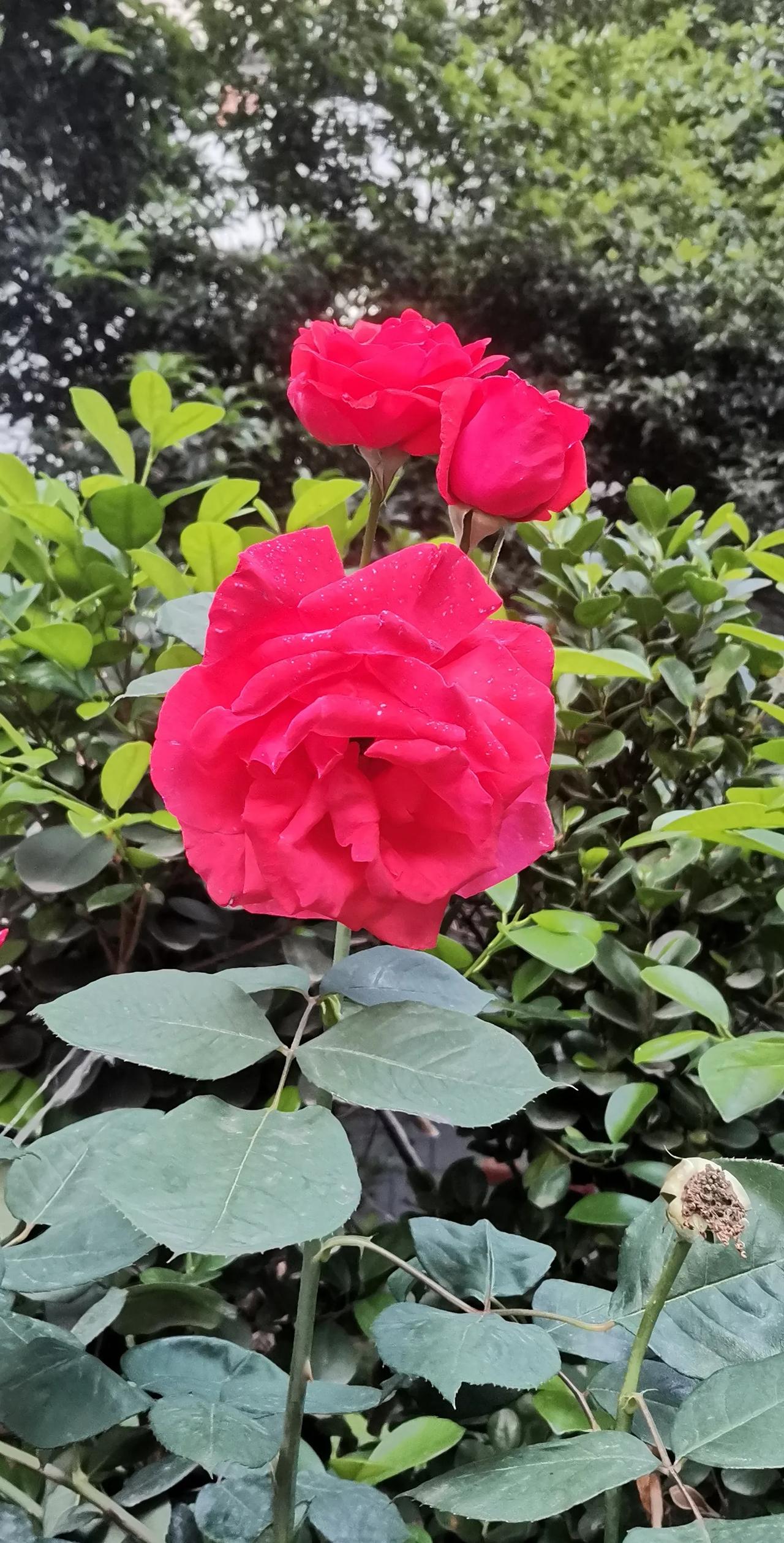 晒一晒随手一拍的花朵