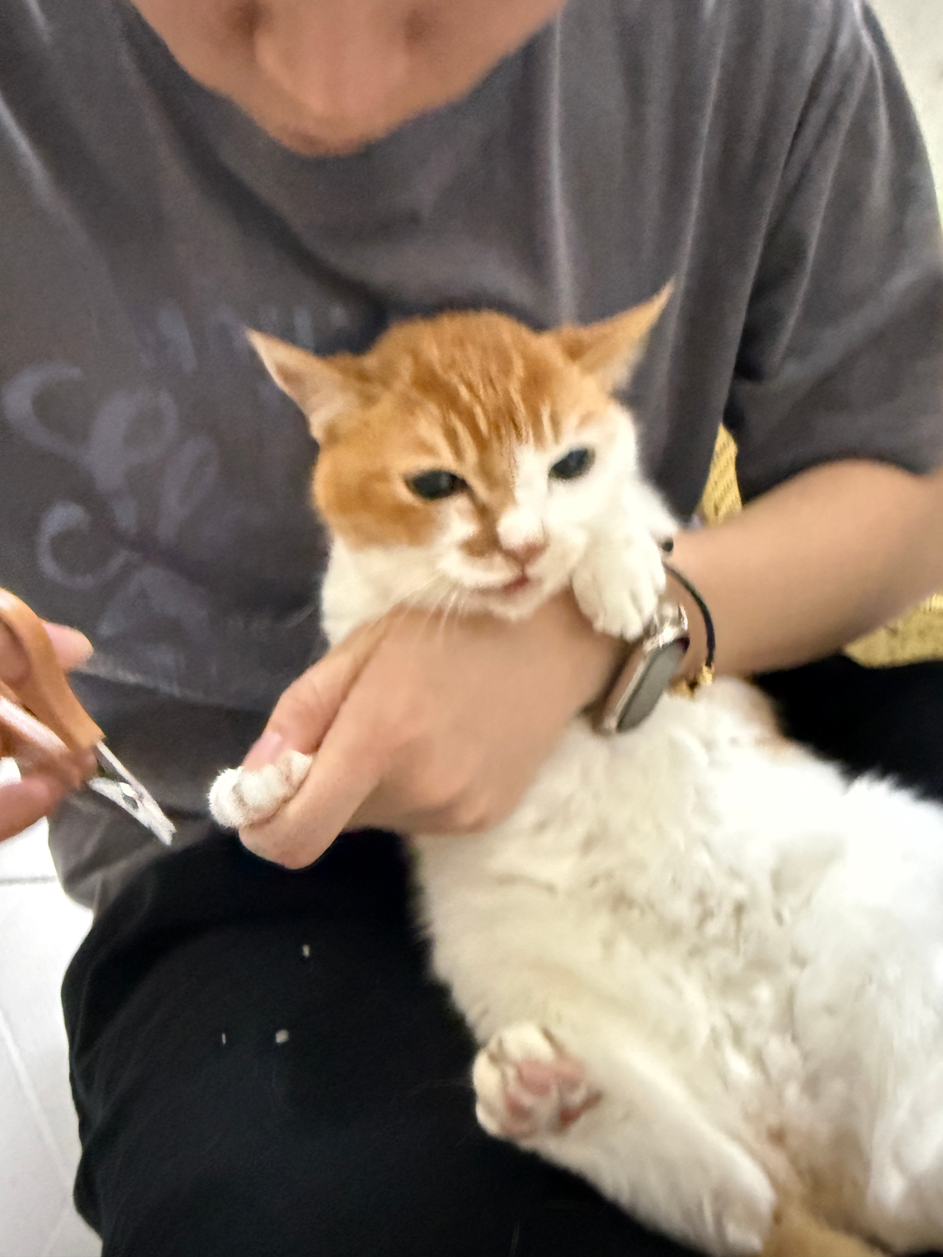 老登mi 要吃肉 