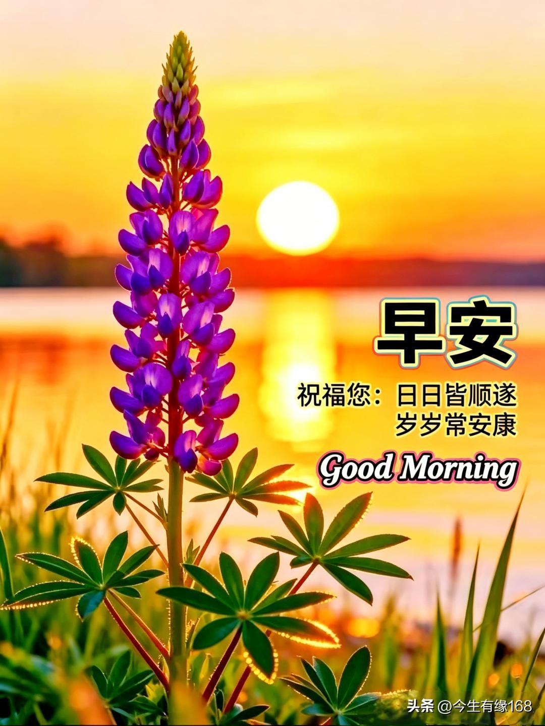 [福]周六安康，万事顺意[福]
 晨起道一声早安，心情自悠然。清晨送吉祥安康，温