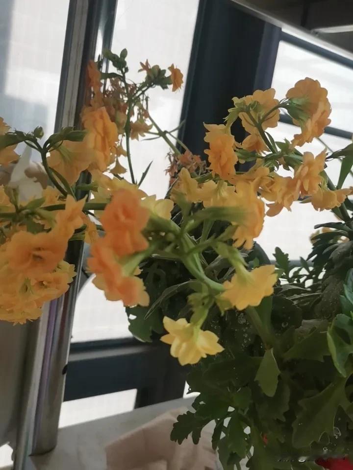 分享一张你相册的拍的花阳台的长寿花养了三四年，每年都会开花。枝子有点杂乱无章，但