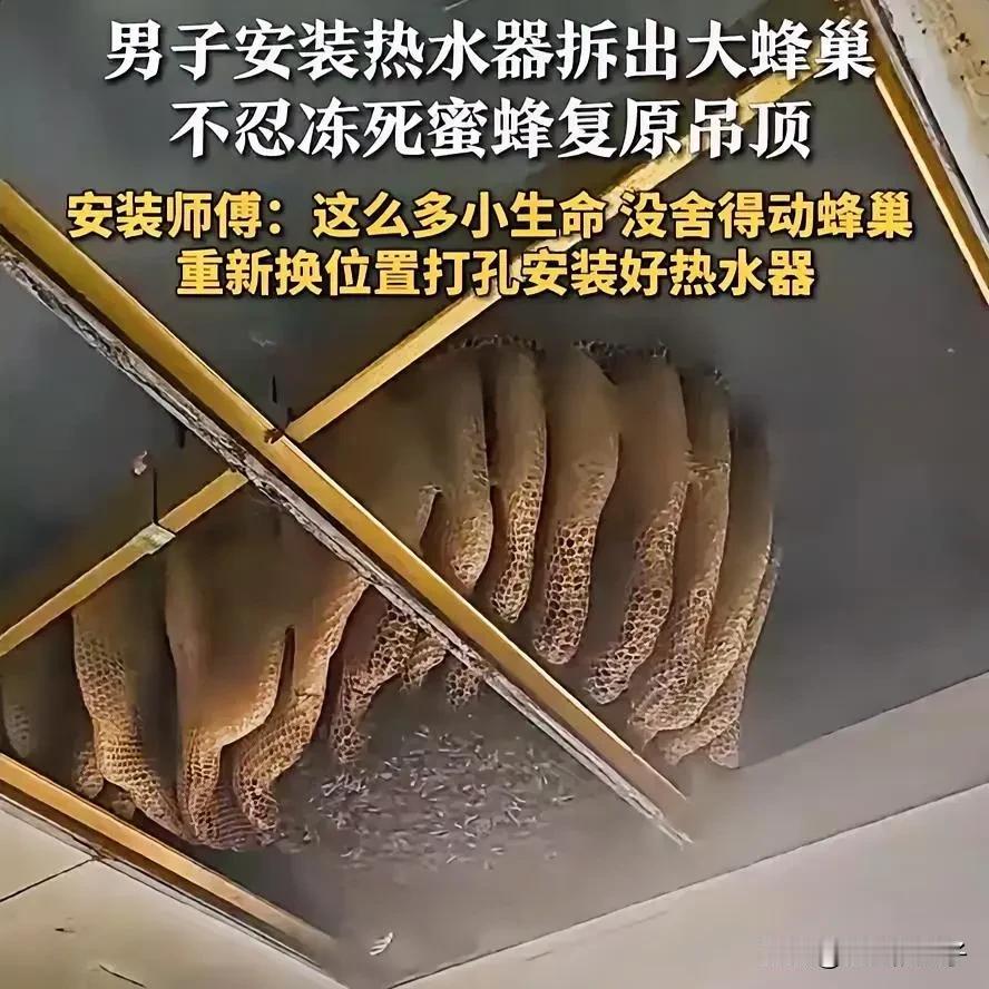 江苏一男子家装热水器，师傅拆开吊顶的瞬间，直接被惊出一身冷汗！
 
只见密密麻麻