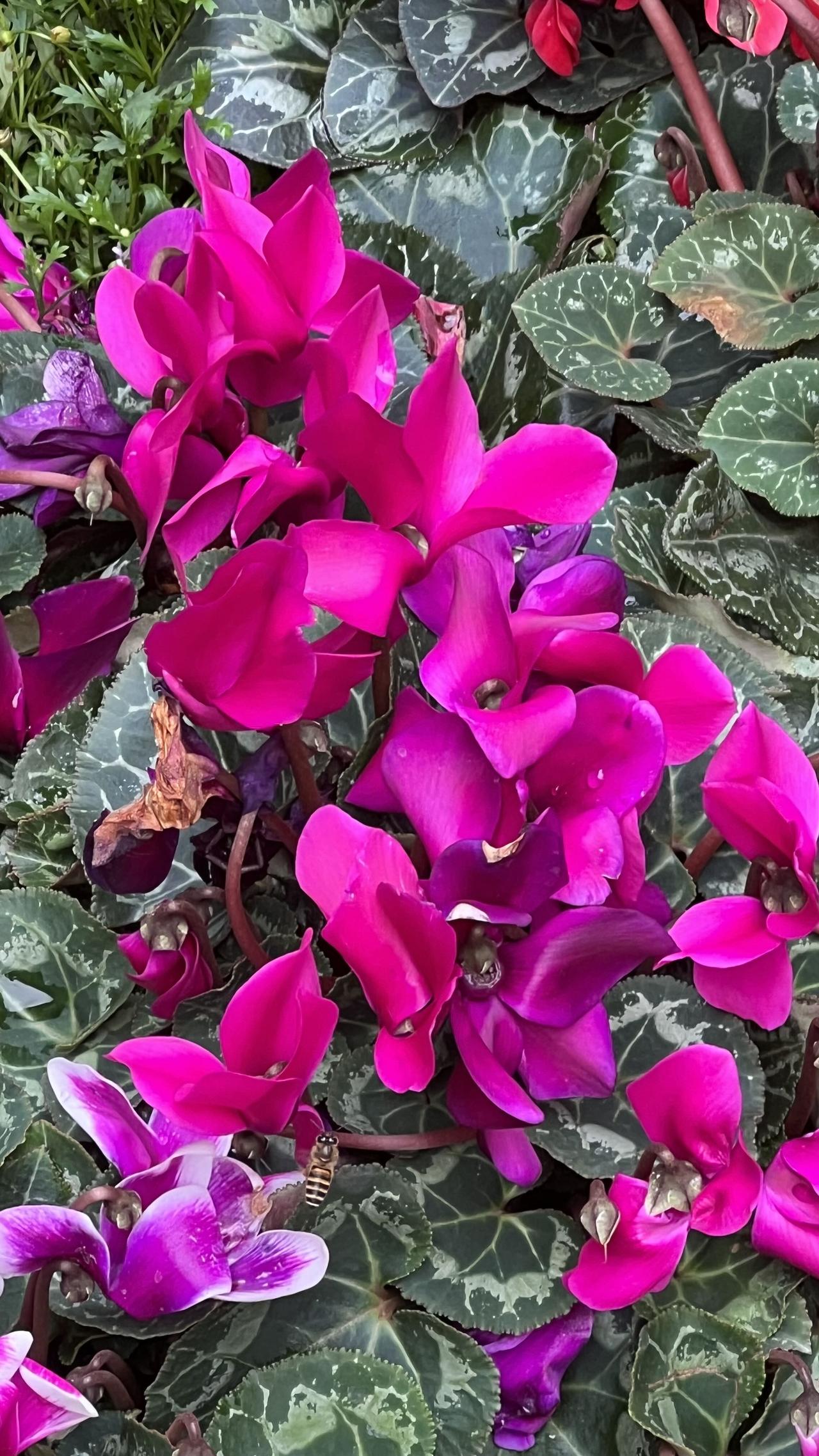 春日赏花：在花卉市场，看到粉嫩欲滴的仙客来，迷人的花朵，绽放出春天的气息！春日生