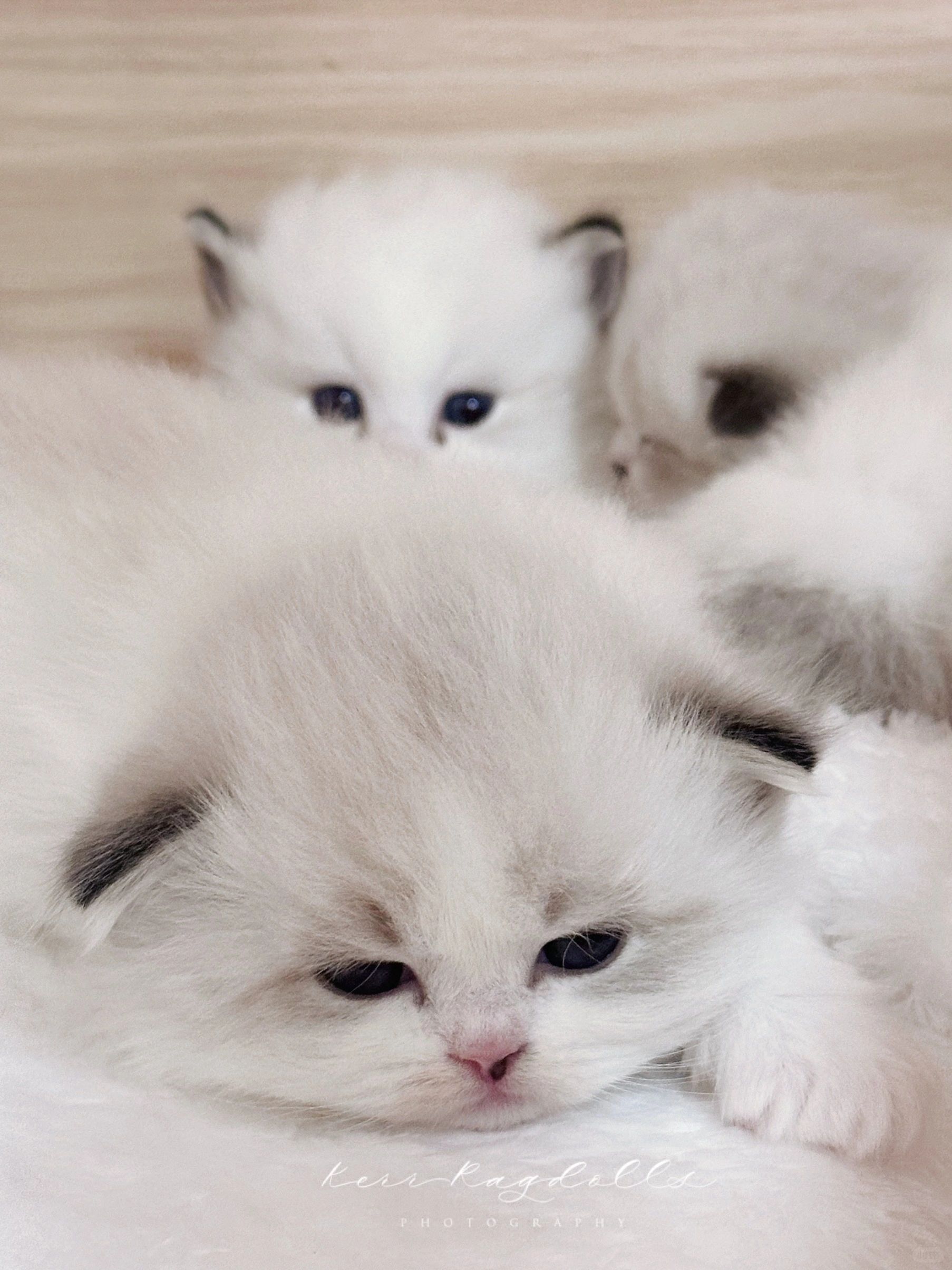 KERR布偶猫｜这种小可爱谁不喜欢啊❤️