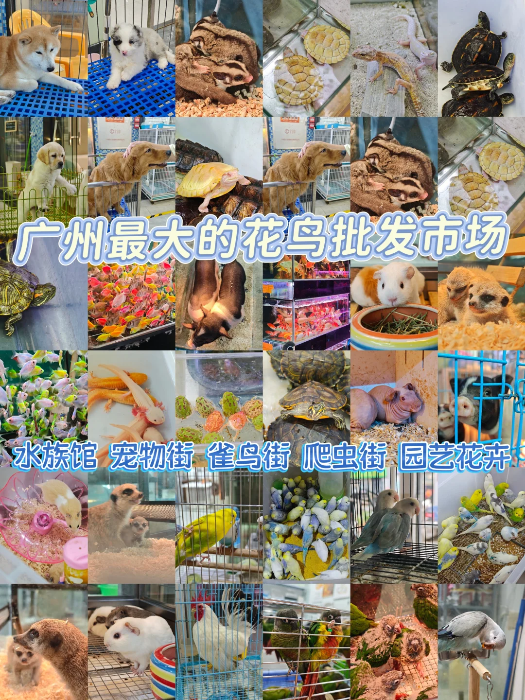 广州芳村｜最大的花鸟批发市场｜超全攻略