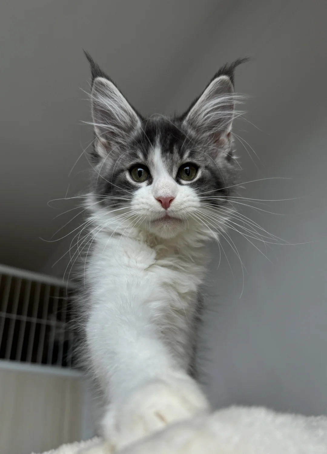 缅因｜哇哦这是小小小仙女吗