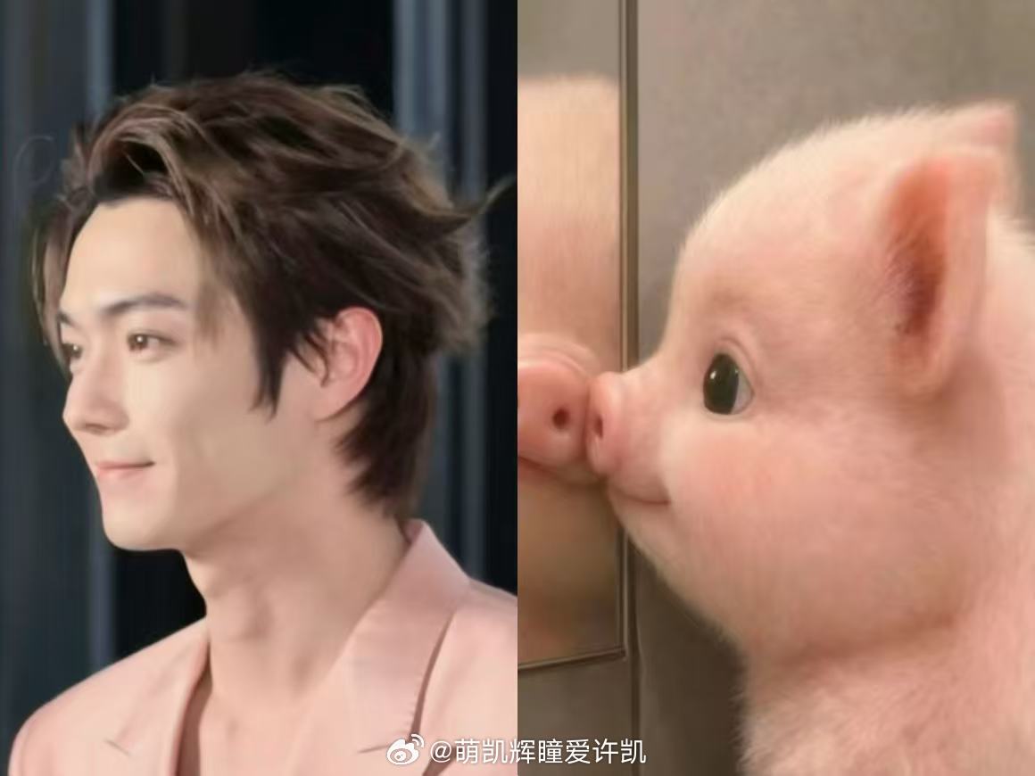 从哪里可以领到这么可爱的粉猪猪？不能说毫无关系吧，简直一模一样许凯