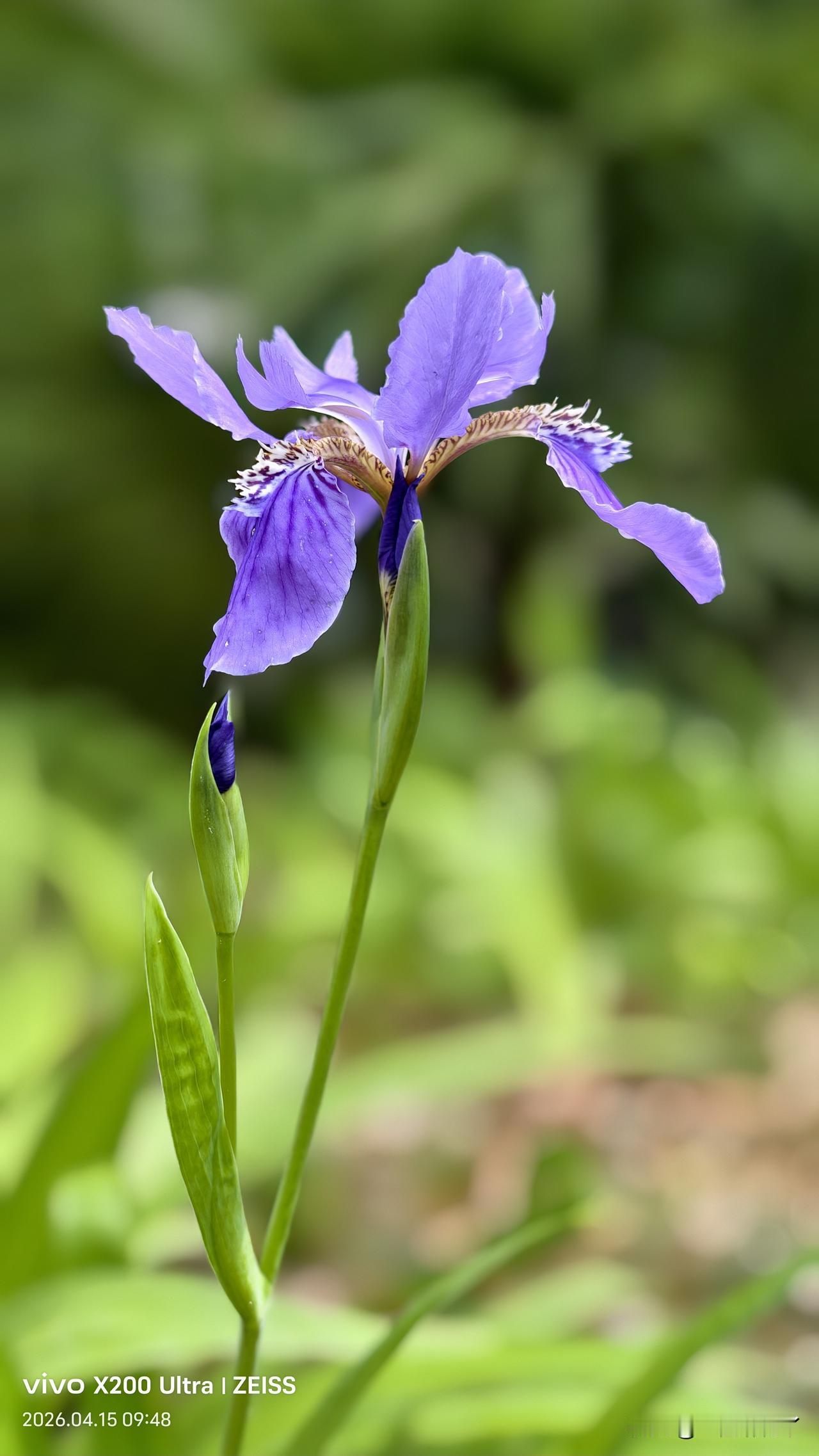 我和麻团儿去超市，我在前面走，他在后面跟着。
我在发糕身上摸了一下，又在馒头身上