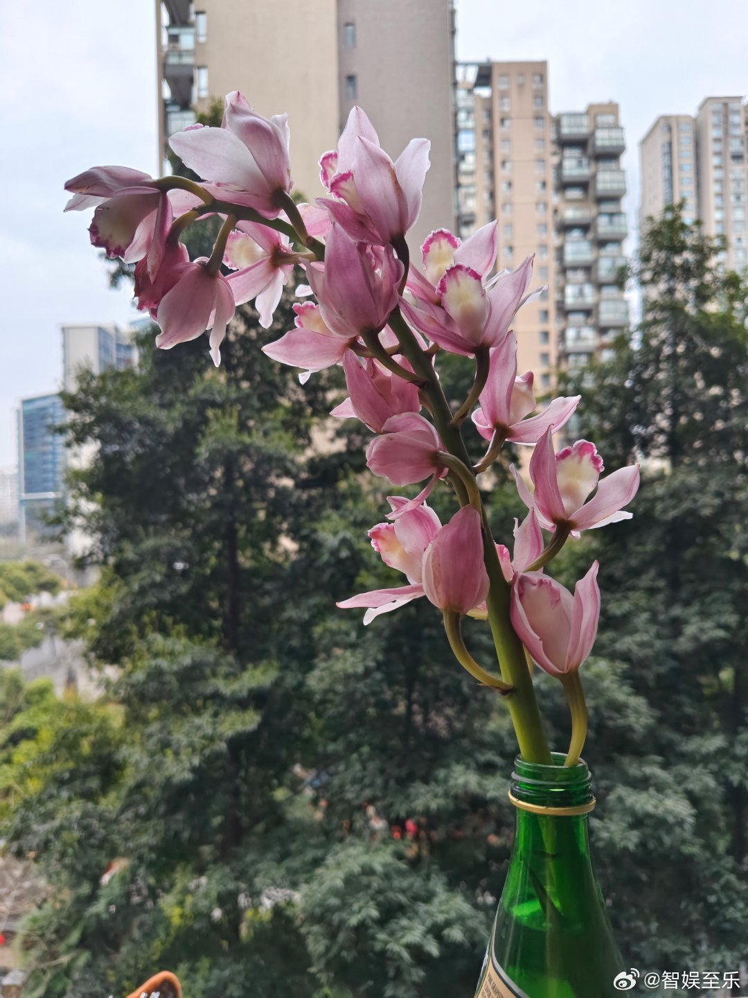 风和日丽时，一花也知春。二月本就短，又逢过年时，奔波喧嚣中更觉岁月空虚混沌，回首