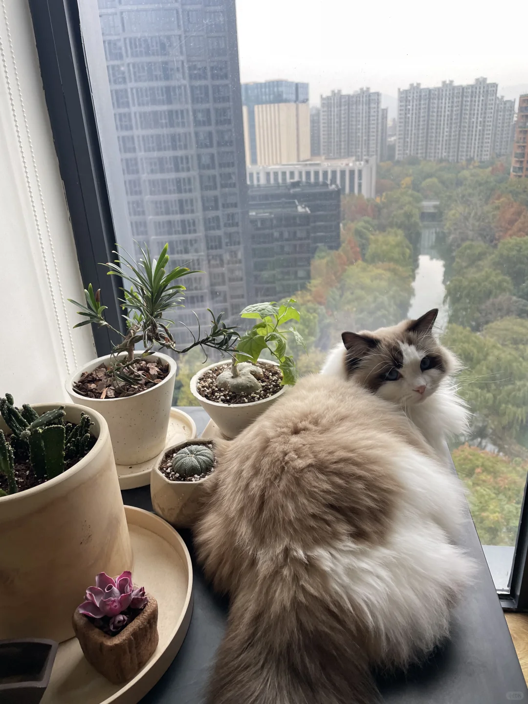 谁有你舒服！！想当一只猫