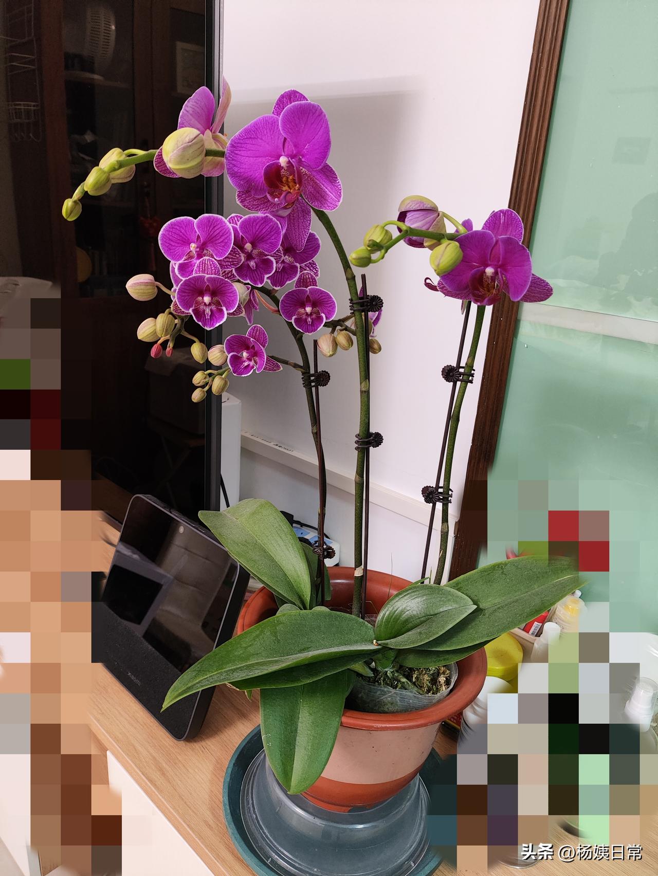 过年买了盆蝴蝶兰，第一盆是年二十六买的，53块，第二盆是年二十九买的，30块，第